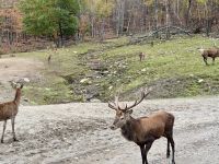 6. Tag – Ottawa bis Montréal – Tour durch den Omega-Wildpark – Rotwild