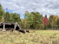 6. Tag – Ottawa bis Montréal – Tour durch den Omega-Wildpark – Bisons