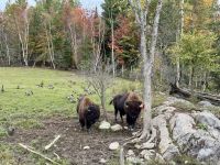 6. Tag – Ottawa bis Montréal – Tour durch den Omega-Wildpark – Bisons