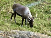 6. Tag – Ottawa bis Montréal – Tour durch den Omega-Wildpark – Caribou
