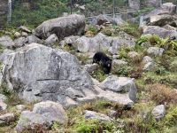 6. Tag – Ottawa bis Montréal – Tour durch den Omega-Wildpark – Schwarzbär