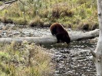 6. Tag – Ottawa bis Montréal – Tour durch den Omega-Wildpark – Zimtbär