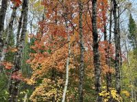 8. Tag – Erholung am Lac Taureau – Herbstlicher Waldspaziergang