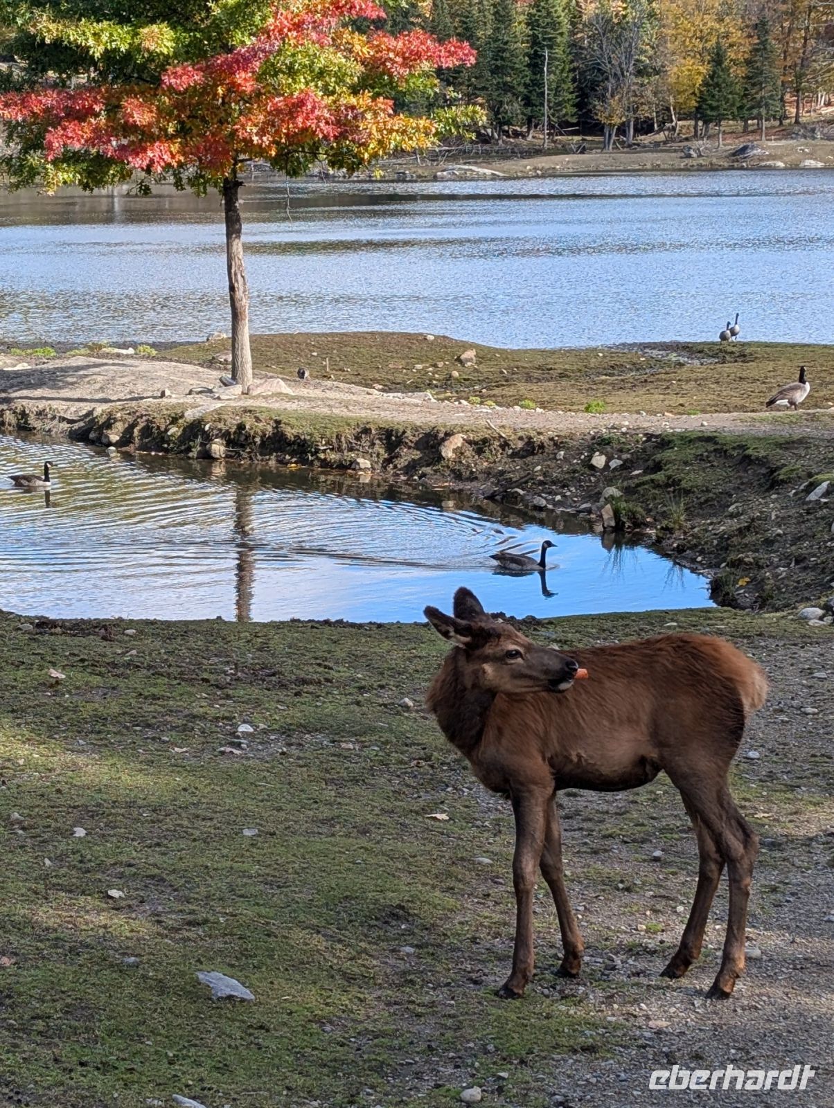 Eindrücke Omega Wildpark