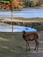 Eindrücke Omega Wildpark