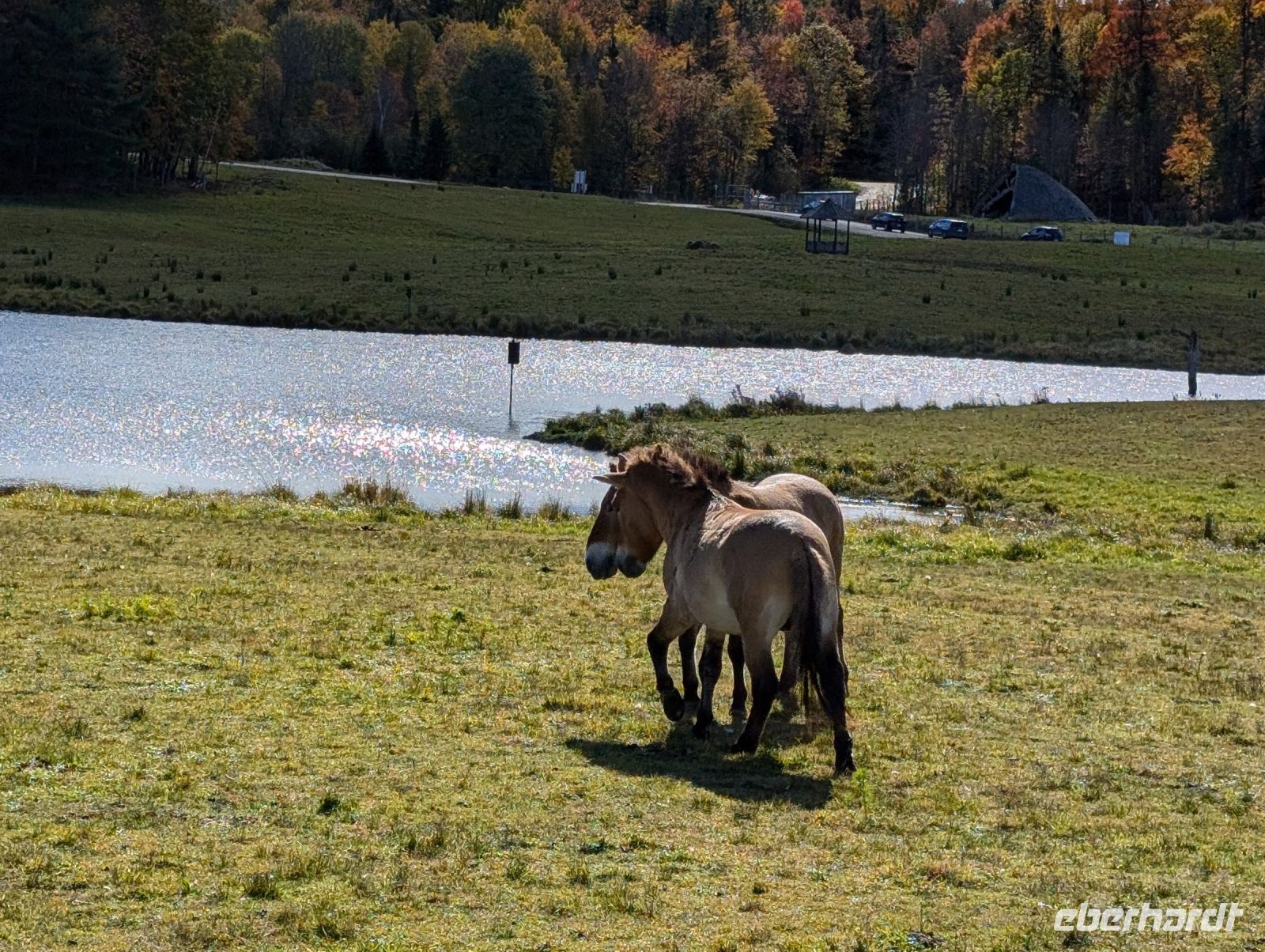 Eindrücke Omega Wildpark