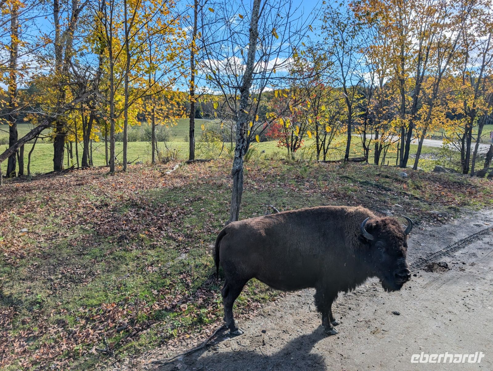 Eindrücke Omega Wildpark