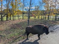 Eindrücke Omega Wildpark