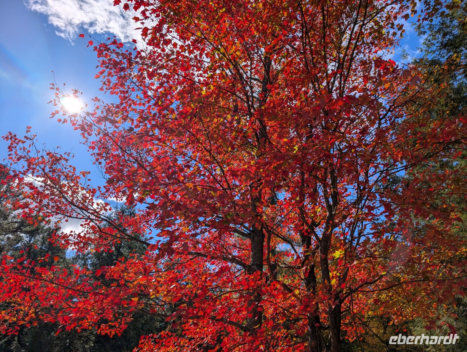 Indian Summer im Omega Wildpark