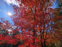 Indian Summer im Omega Wildpark