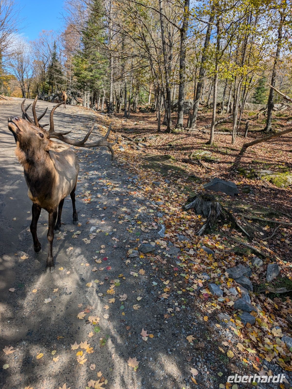 Eindrücke Omega Wildpark