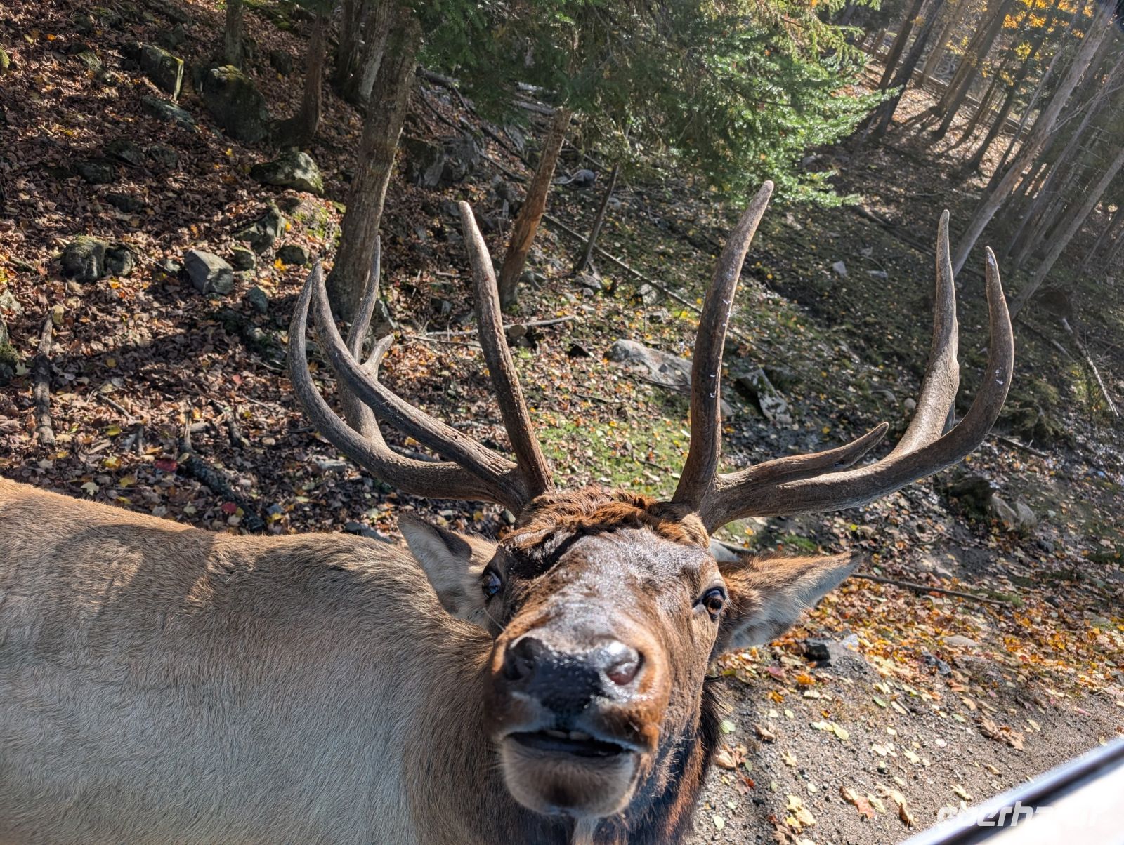 Eindrücke Omega Wildpark