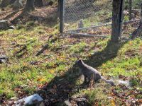 Eindrücke Omega Wildpark