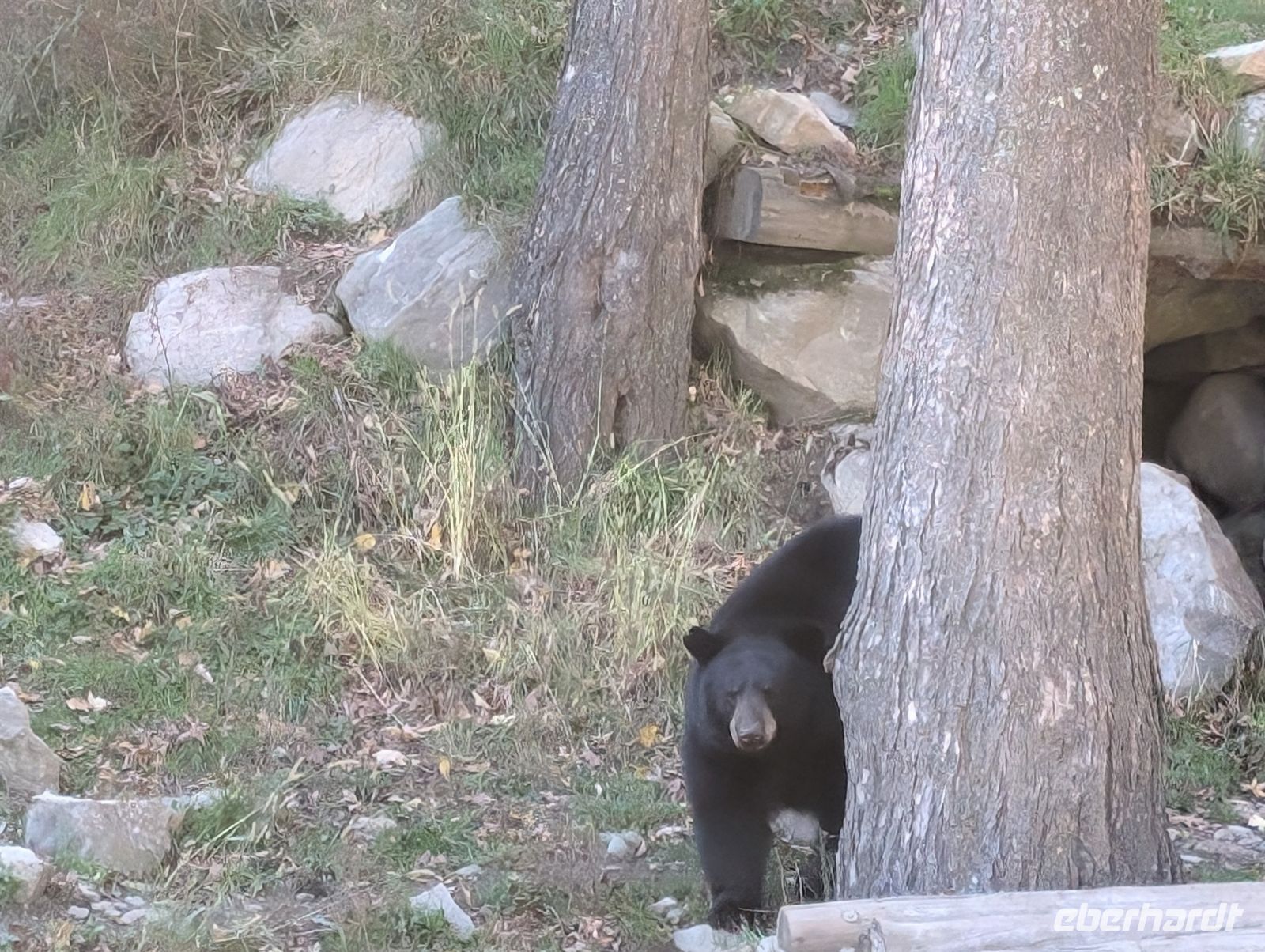 Eindrücke Omega Wildpark
