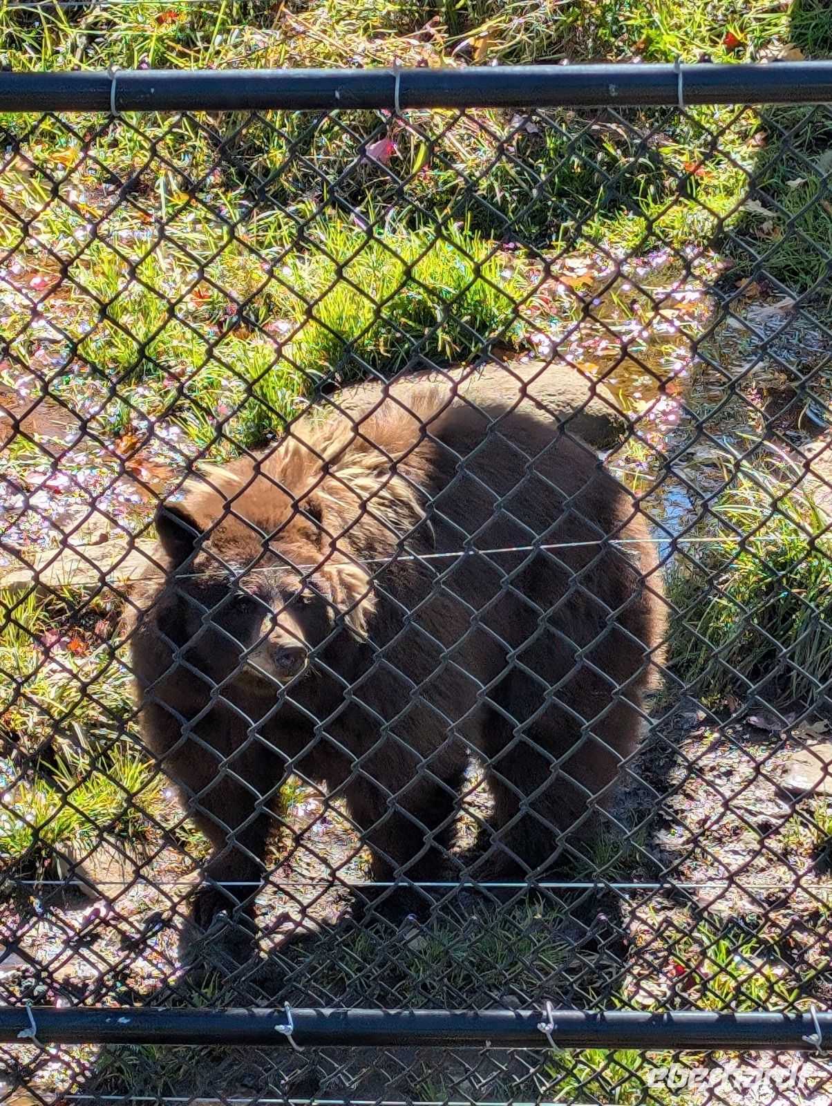 Eindrücke Omega Wildpark