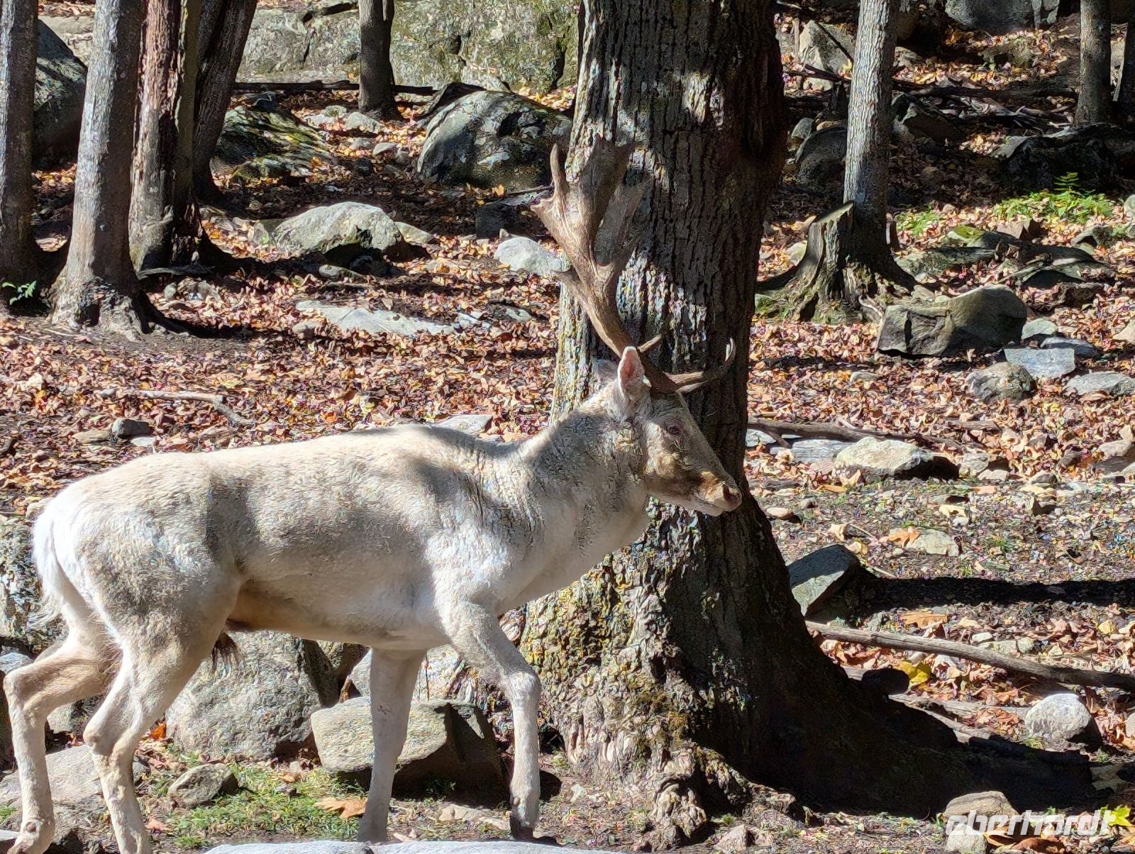 Eindrücke Omega Wildpark