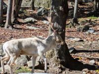 Eindrücke Omega Wildpark