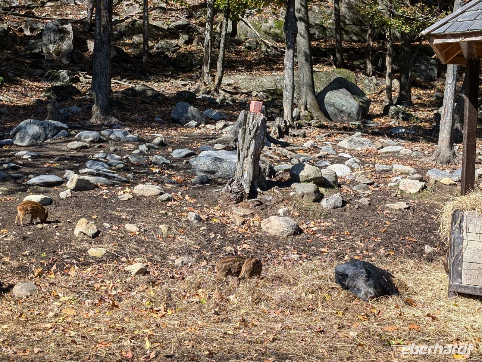 Eindrücke Omega Wildpark