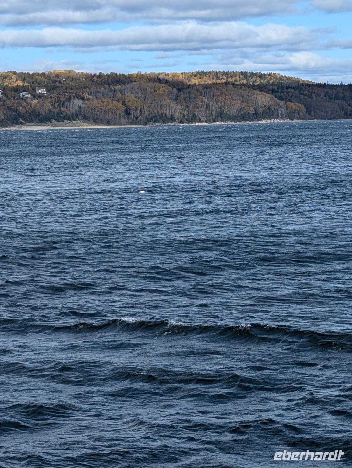 Eindrücke Walbeobachtungs-Schifffahrt