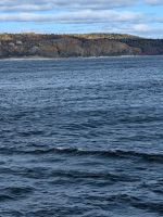 Eindrücke Walbeobachtungs-Schifffahrt