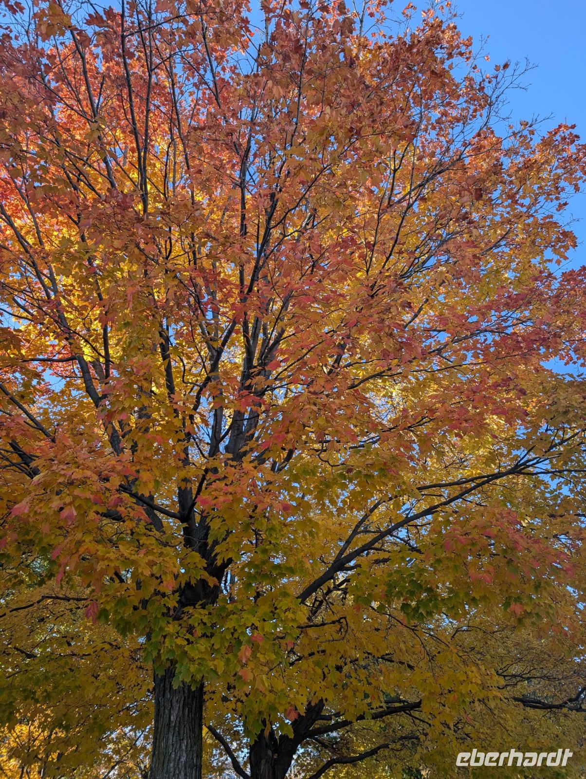 Indian Summer in Quebec