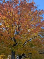 Indian Summer in Quebec