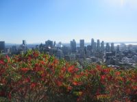 Aussicht auf Montreal von Mont Royal - Montreal, Kanada