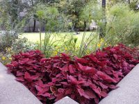 Bunte Blumen in den Parks - Montreal, Kanada