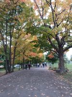 Montmorency Wasserfall - Kanada