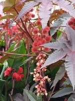 Blumen - am Montmorency Wasserfall - Kanada