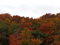 Indian Summer Wald - Provinz Quebec, Kanada