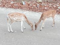 Omega Park - Dammwilddamen  - Provinz Quebec, Kanada