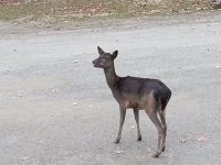 Omega Park - Dammwild dunkel - Provinz Quebec, Kanada