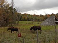 Omega Park - Elche - Caribous - Provinz Quebec, Kanada