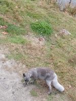 Omega Park - Silber Fuchs - Provinz Quebec, Kanada