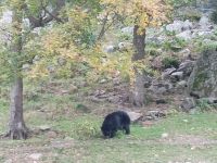 Omega Park - Schwarzbär  - Provinz Quebec, Kanada