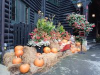 Herbstdekoration vor dem Fairmont Le Chateau Montebello, Kanada