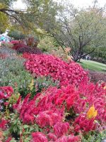 Blumen in Major's Hill Park - Ottawa, Kanada 
