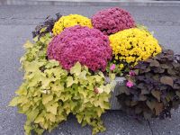 Blumen in Major's Hill Park - Ottawa, Kanada 