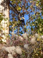 Wer versteckt sich da? - Calgary, Kanada