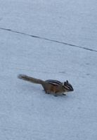 Ein Eichhörnchen bei der Banff Gonodolla - Kanada