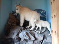 Visitor Center bei Roger Pass  und Natur - Kanada