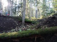 Giant Cedar Boardwalk - Mount-Revelstoke-Nationalpark - Kanada