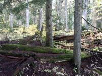 Giant Cedar Boardwalk - wie ein Märchenwald -  Kanada
