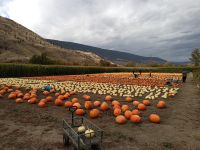 Kürbisse und Kürbisse... Horsting´s Farm Market, Kanada