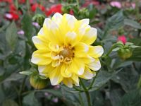 Dahlien - Horsting´s Farm Market, Kanada Kanada