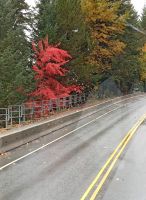 Roter Drache auf dem Weg na Whistler, BC - Kanada
