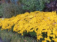 Ganz im gelb - Butchart Gardens - Vancouver Island - Kanada