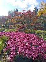 Blumenpracht in Butchart Gardens - Vancouver Island - Kanada