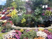 Herbstblumen in Butchart Gardens - Vancouver Island - Kanada